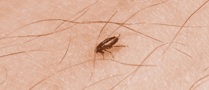 Pulga sobre piel humana
