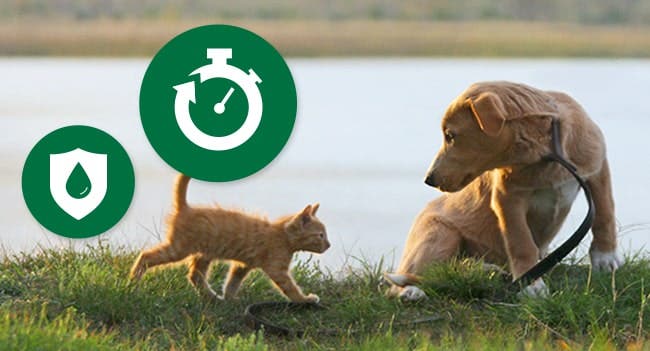 labrador retriever puppy and tabby kitten on a walk outside by a lake with green icons for fast and effective