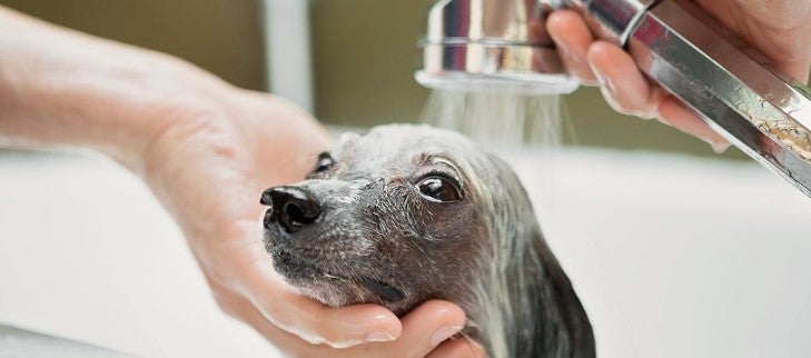 how often can you use flea shampoo on a dog