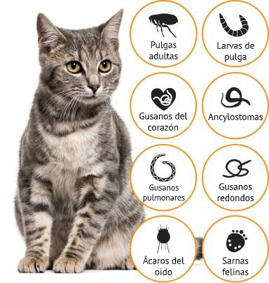 Imagen que indica que Advocate Gatos provee alivio rápido contra diferentes tipos de pulgas y lombrices