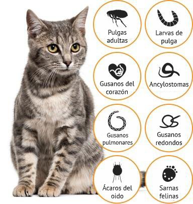 Imagen que indica que Advocate Gatos provee alivio rápido contra diferentes tipos de pulgas y lombrices 
