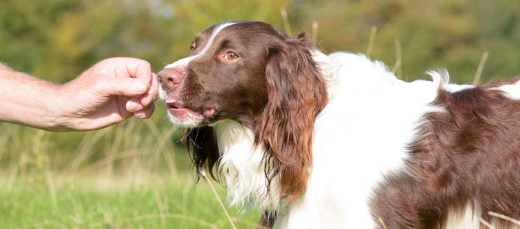 Brown and white cocker spaniel sniffing a person’s hand.