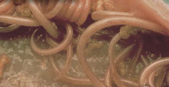 Close-up of pet infected with long, white and spaghetti-like roundworms.