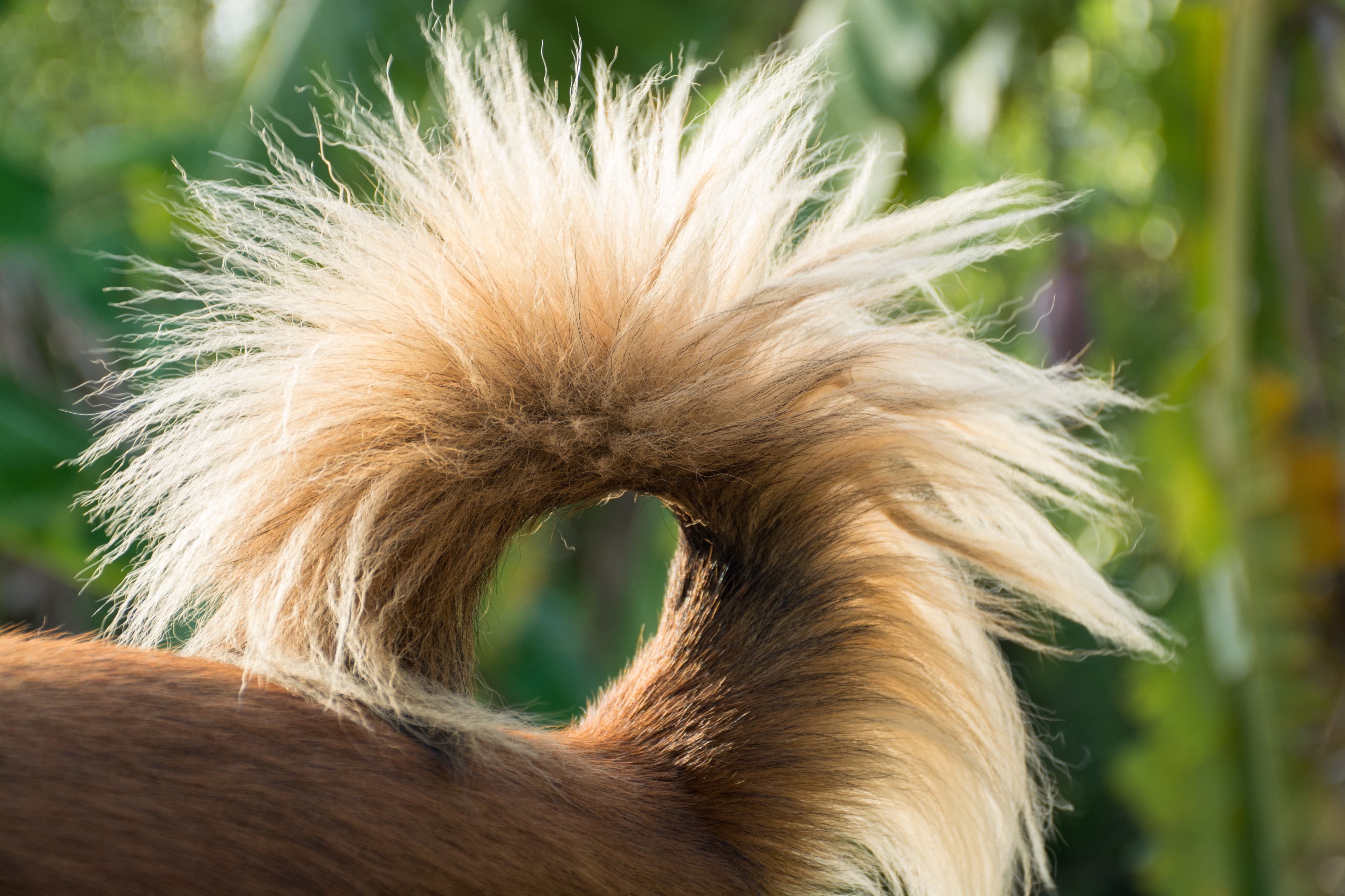 Dog in heat tail