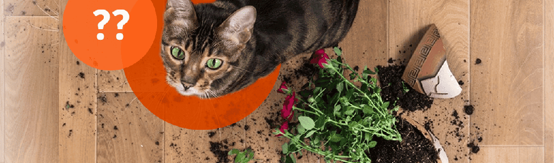 A guilty-looking tabby cat standing next to a broken flowerpot