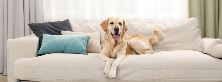Cachorro de apartamento no sofá protegido contra pulgas e carrapatos