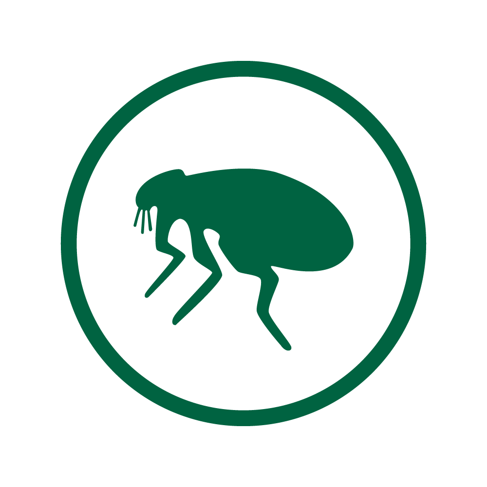 Flea icon