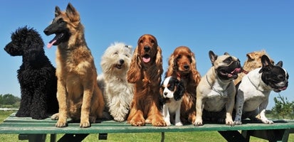 dogs-of-all-sizes-on-park-bench_2