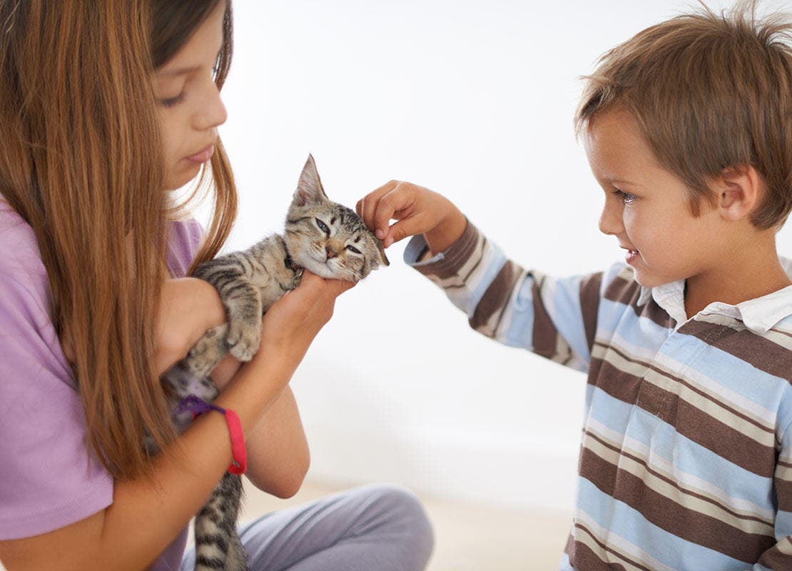 Kitten sits on the arm of a girl and is stroked by a little boy