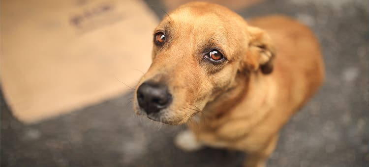 Olika sätt för en hund att få mask 