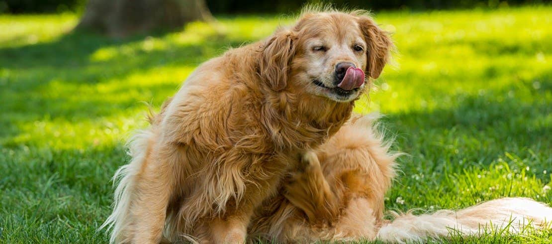 芝生の上で鼻を舐め、身体を掻くゴールデン・レトリバー 