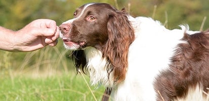 cocker-spaniel-sniffing-human-hand-outdoors