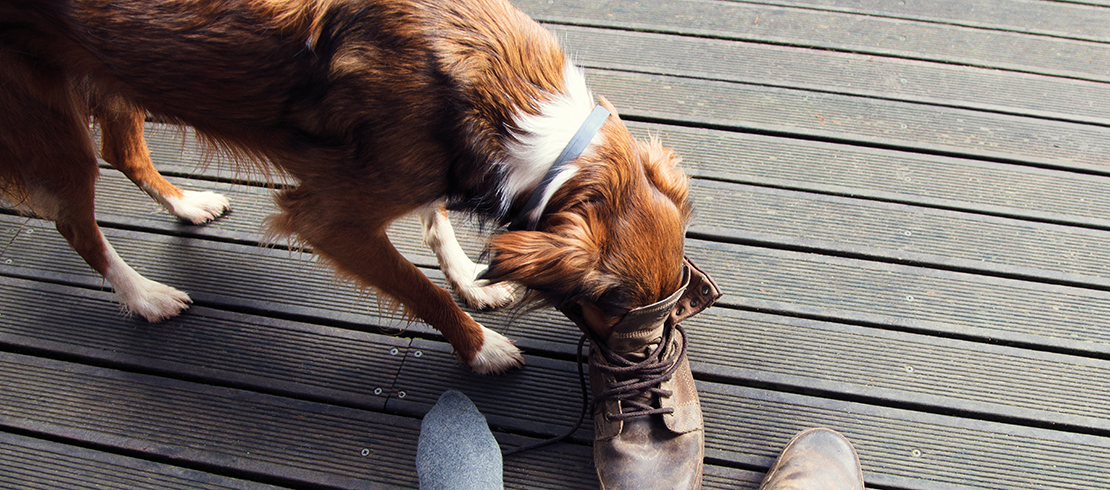 Foto van hond met Seresto halsband die buiten rondstruint