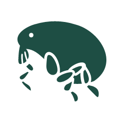 Flea icon
