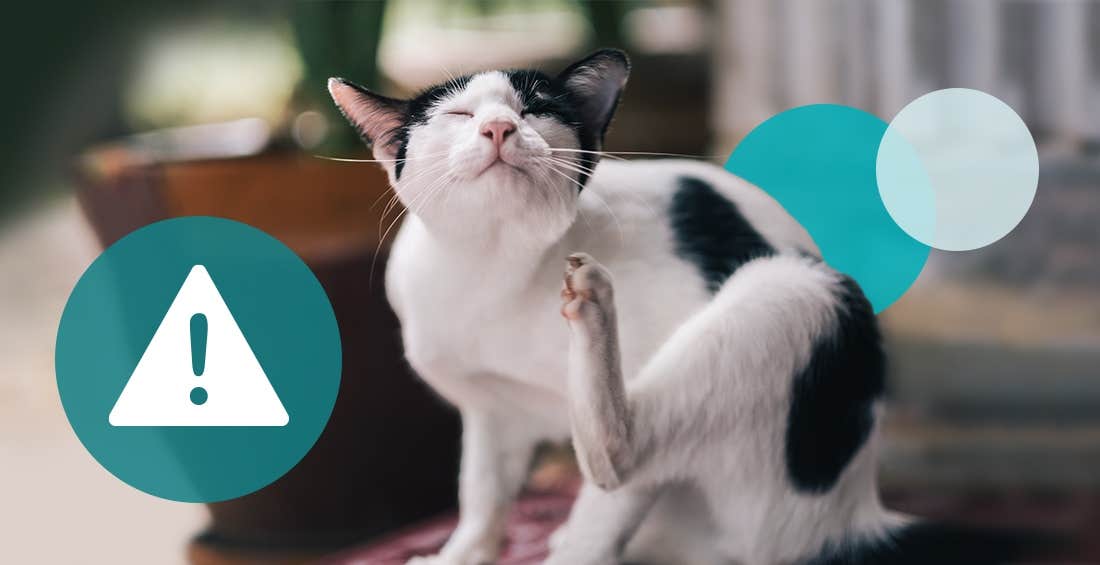Cat scratching its chin with a warning icon