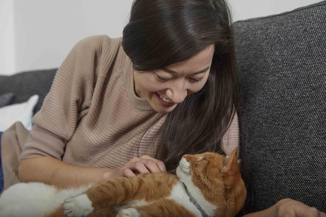 Warum Katzen ein Flohhalsband brauchen
