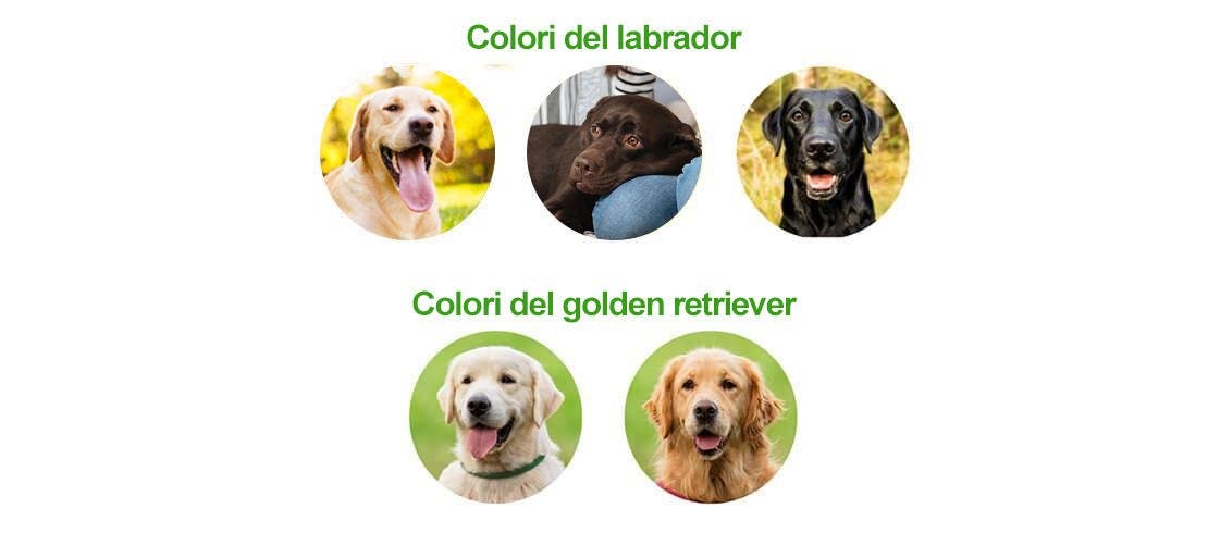 colori_dei_diversi_tipi_di_labrador_e_golden_retriever
