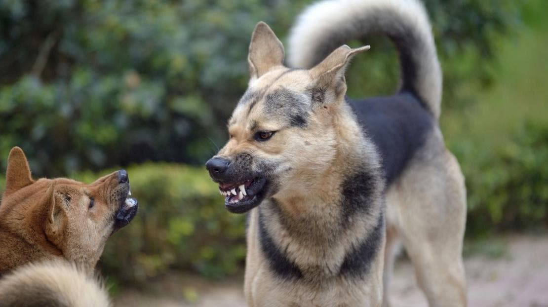 agresja lękowa i agresja łowiecka psów względem innych psów