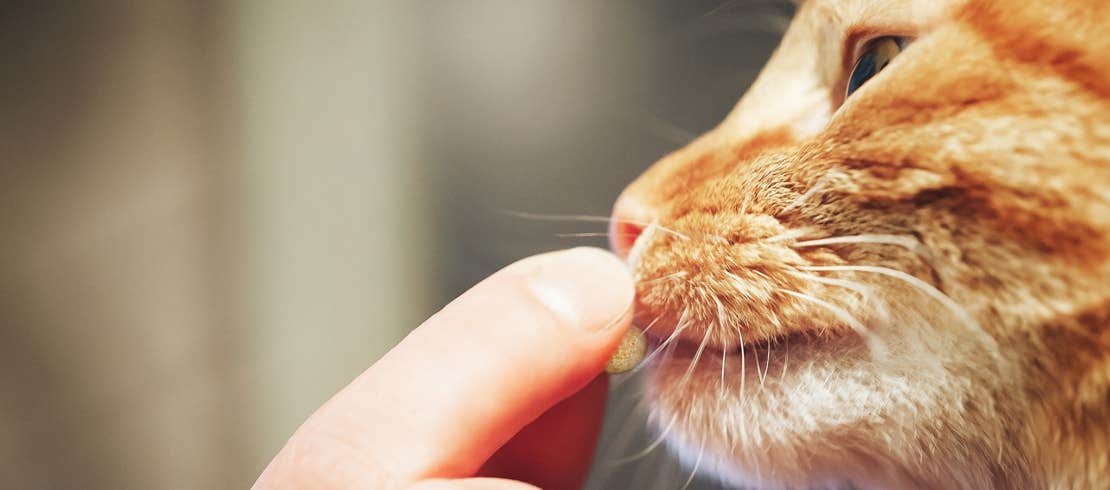 A Tabby cat sniffing a pill in their owner’s hand.