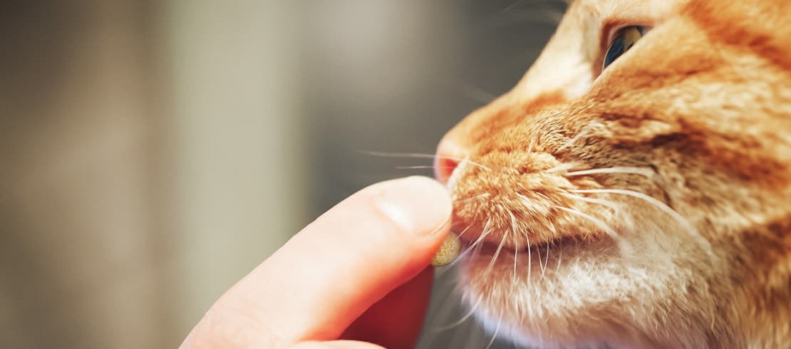 A Tabby cat sniffing a pill in their owner’s hand. 