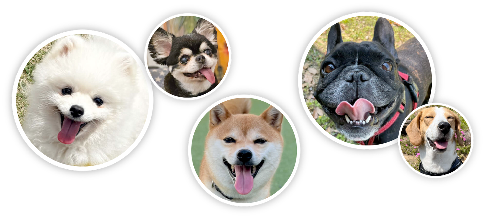 犬たちのイメージ