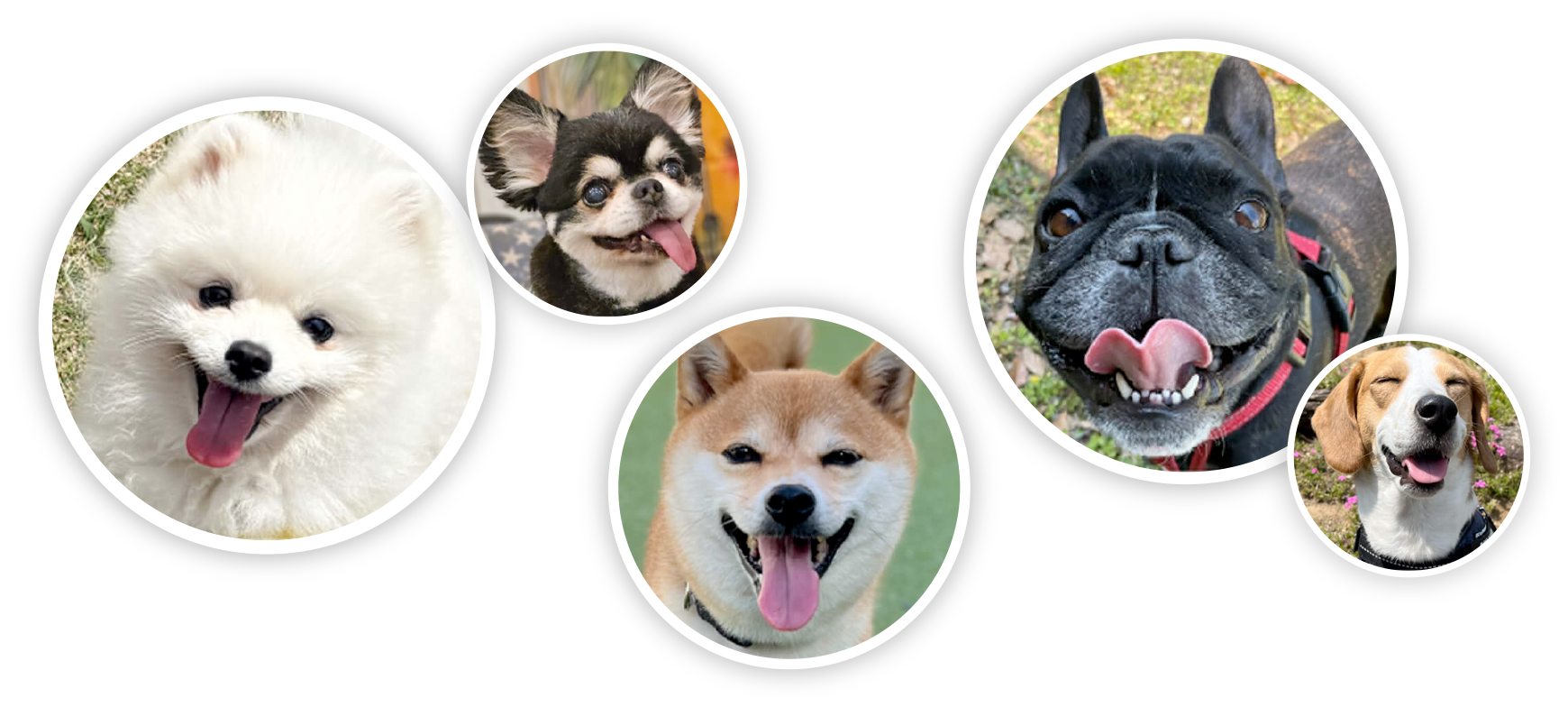 犬たちのイメージ