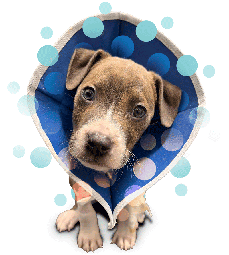 Trutect - Defend Puppies. Defeat Parvo