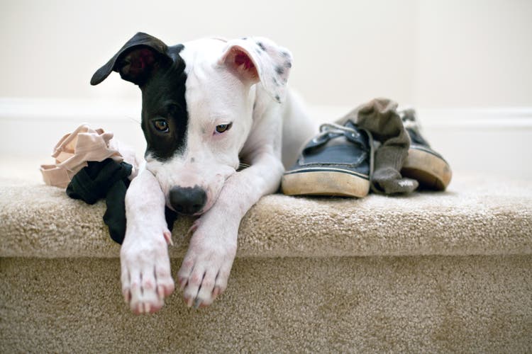 Грустная собака на ковровом покрытии рядом с обувью
