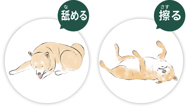 舐める・擦る