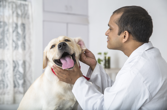 Un labrador feliz mientras el veterinario examina sus oídos