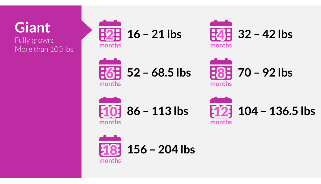 Giant puppy weighs 16-21lbs first 2 months, 52-69lbs (6 months), 86-113lbs (10 months), 156-204lbs (18 months)