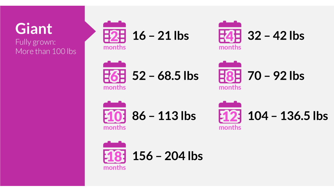 Giant puppy weighs 16-21lbs first 2 months, 52-69lbs (6 months), 86-113lbs (10 months), 156-204lbs (18 months) 