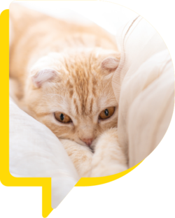 Gato página de Dor Elanco Osteoartrite