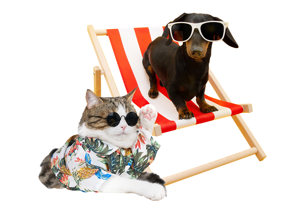 cão e gato Elanco campanha de verão