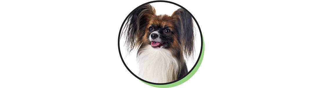 Papillon ras ansiktsbild