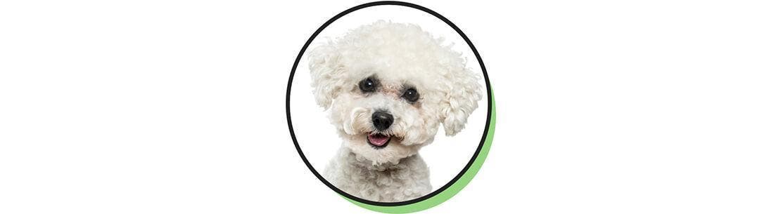 Bichon frisé hund