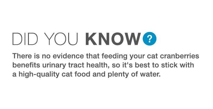  There is no evidence that feeding your cat cranberries benefits urinary tract health, so it's best to stick with a high-quality cat food and plenty of water. 