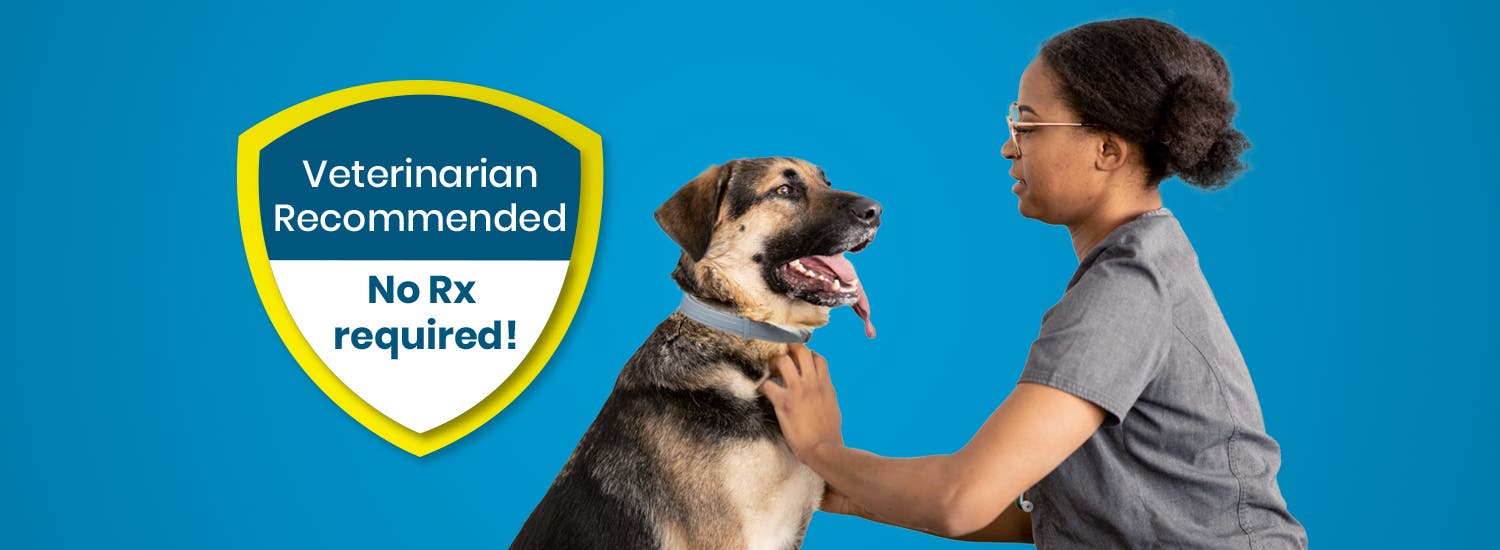 Veterinarian putting a Seresto Flea & Tick Collar on a dog