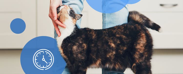 A calico enjoying petting from owner
