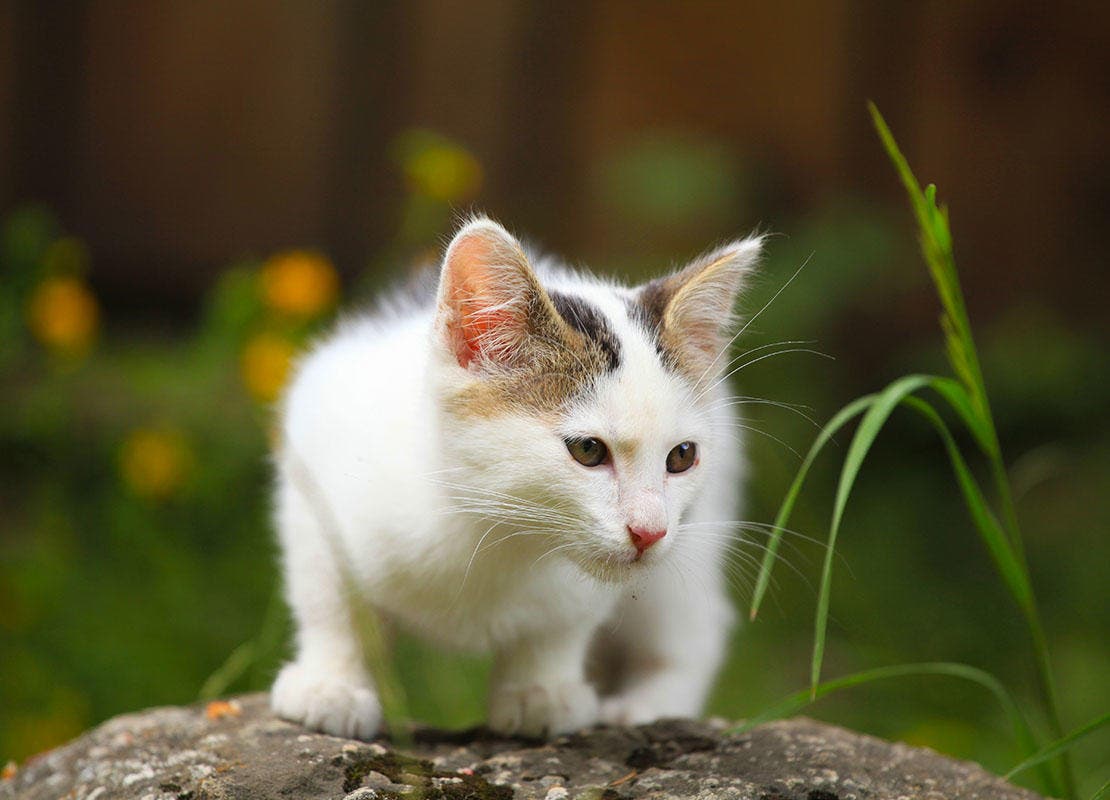 Gatinho perdido ao ar livre