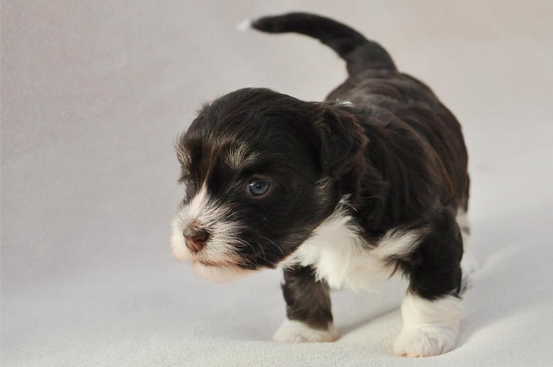 A one-week old puppy starting to walk