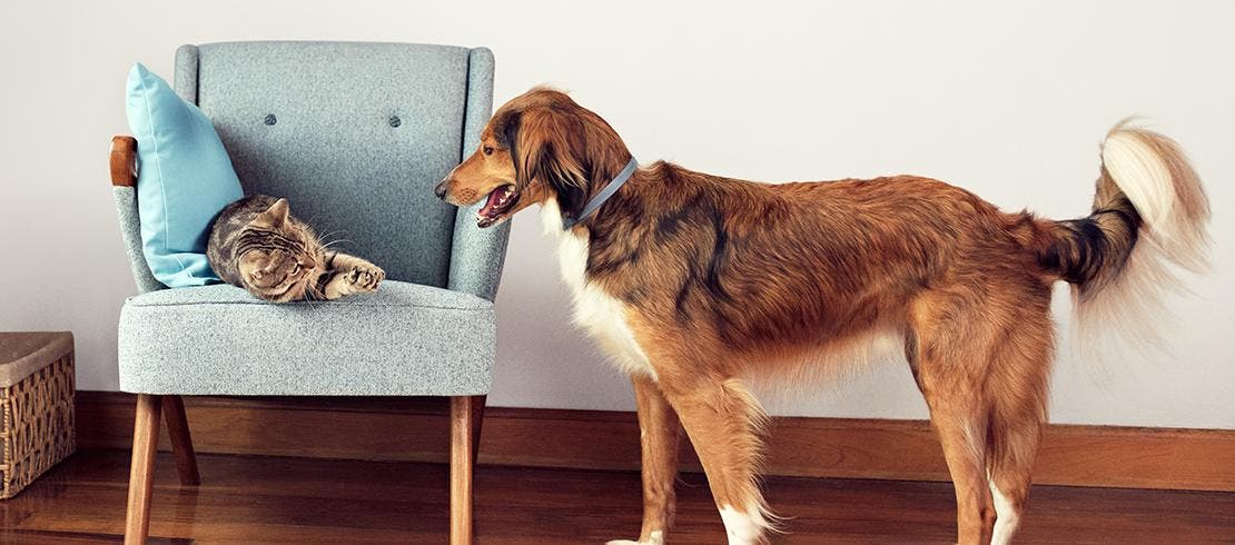 Foto van hond die een vlooienhalsband draagt – een gemakkelijke oplossing waarmee je je hond minder vaak tegen vlooien hoeft te behandelen en die tot 8 maanden blijft werken.