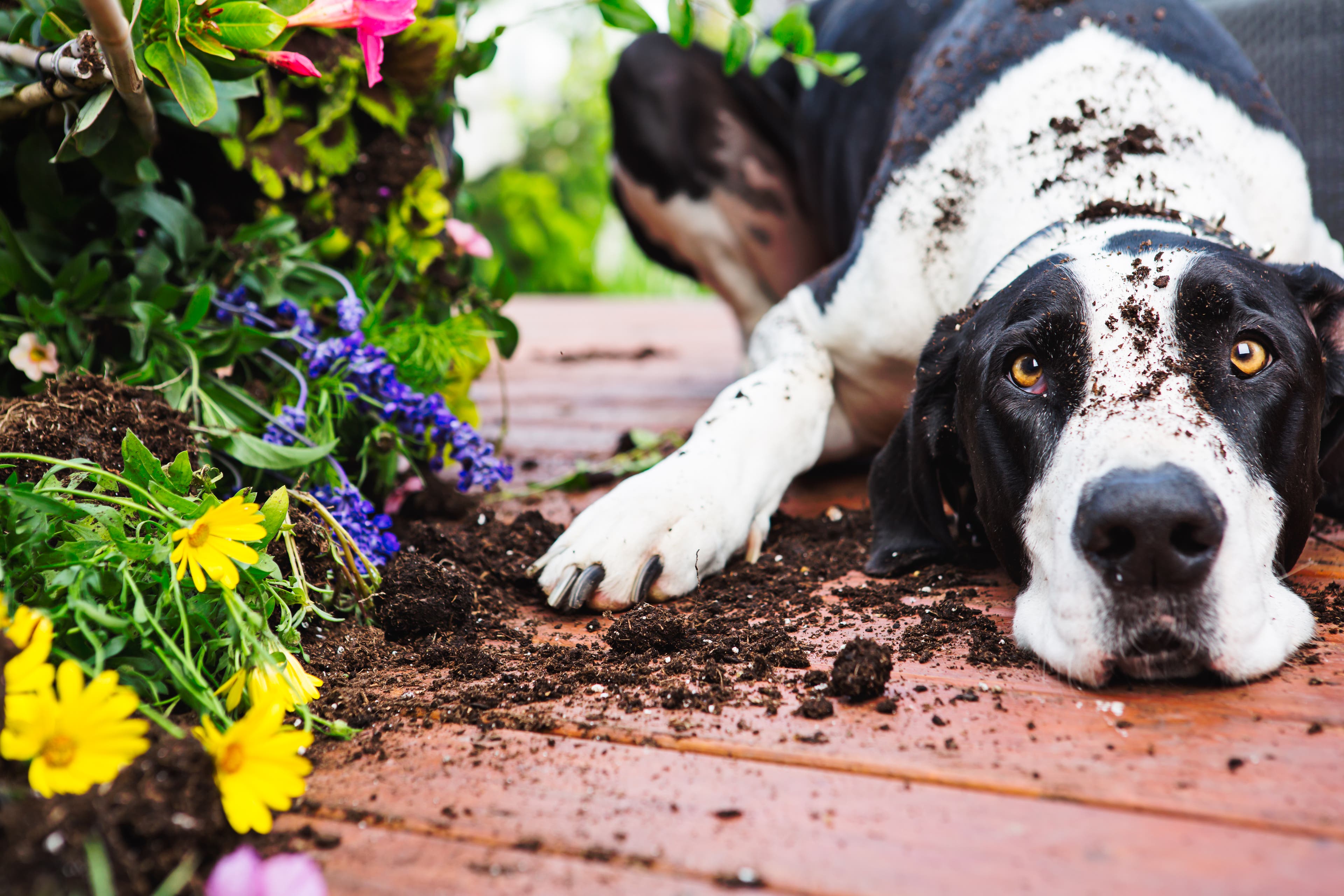 Danoishund ligger bredvid blommor med jord på
