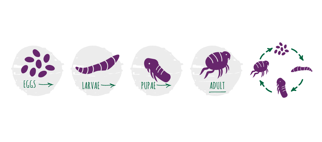 The flea has four life stages: egg, larva, pupa and, finally, adult.