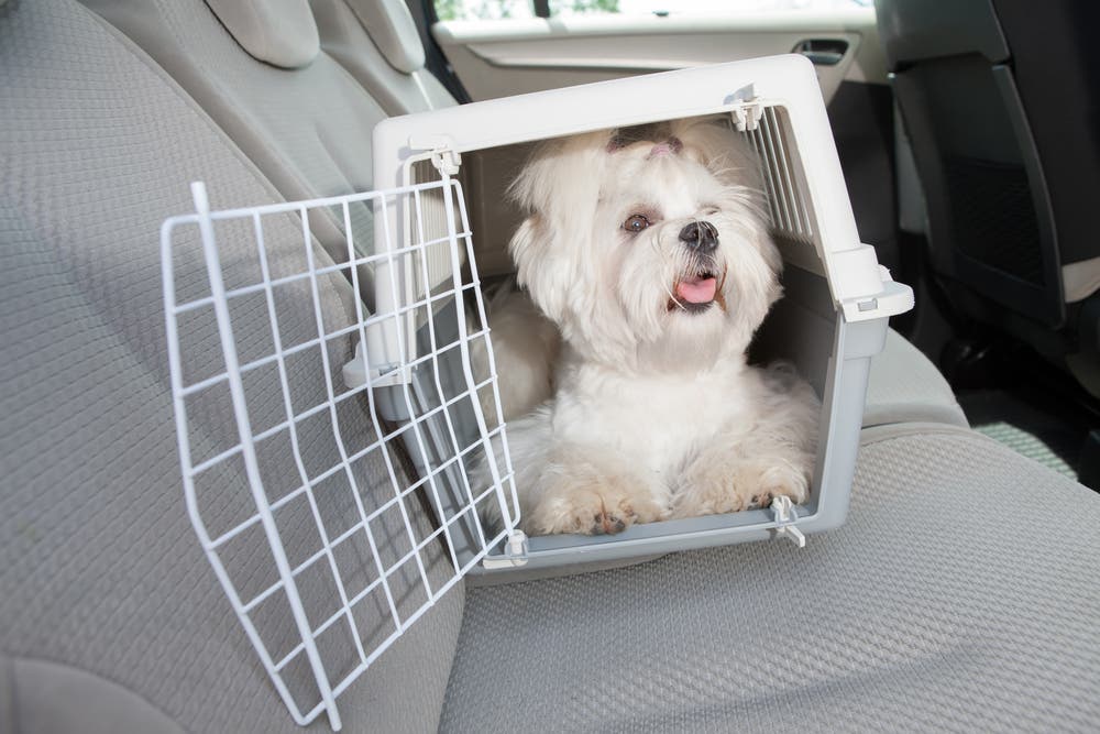 Hond in reisbox op achterbank in auto 