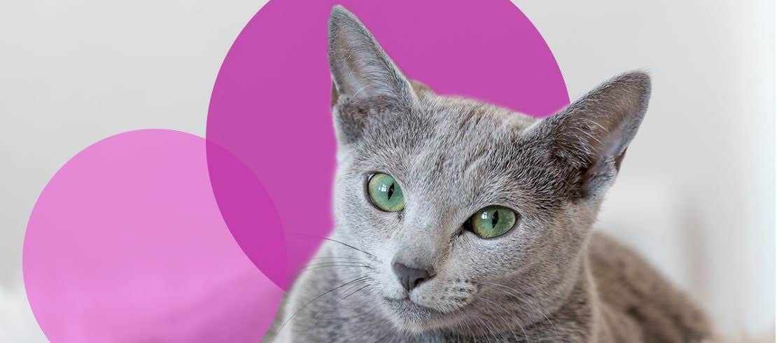 Russian blue cat with bright green eyes laying on white shag carpet