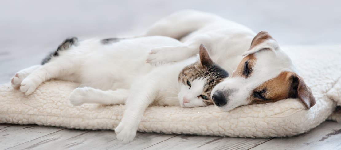 A Jack Russell terrier cuddled up with its paw around a white and brown cat on a dog bed.