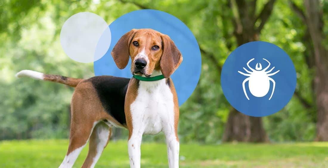 Dog standing in park with a tick logo on side