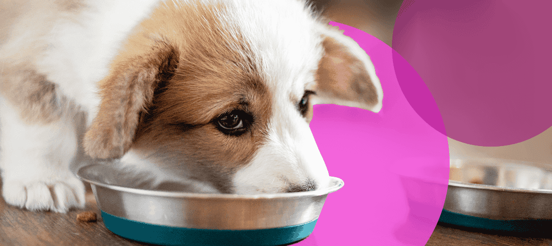 Puppy eating measured amount of food out of small silver bowl