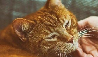 Purring cat
